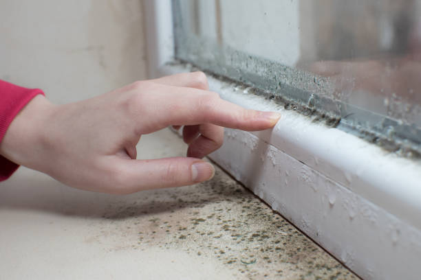 Best Industrial Mold Remediation  in Morrow, OH